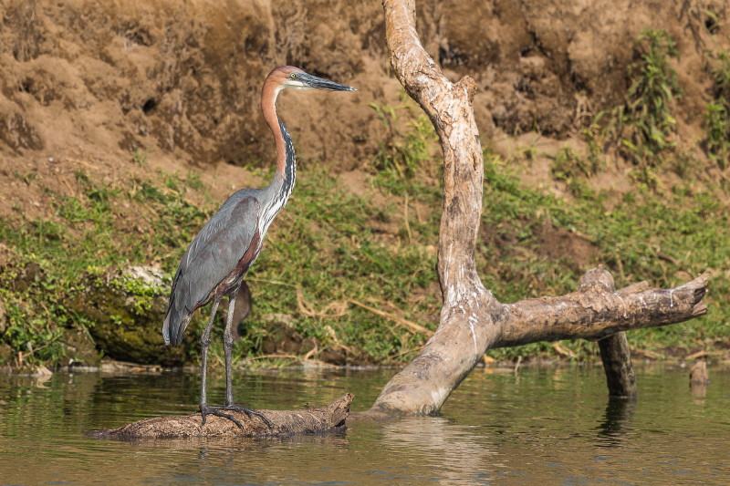 31 Oeganda, Queen Elizabeth NP, reuzenreiger.jpg